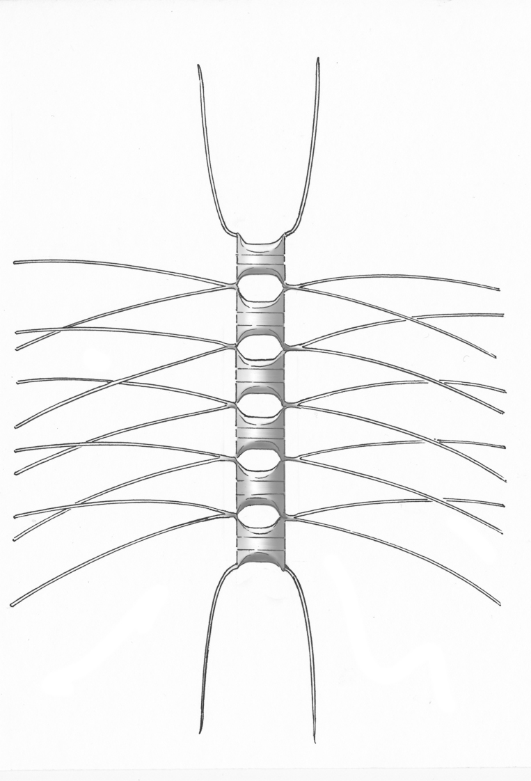 Dictyocha speculum